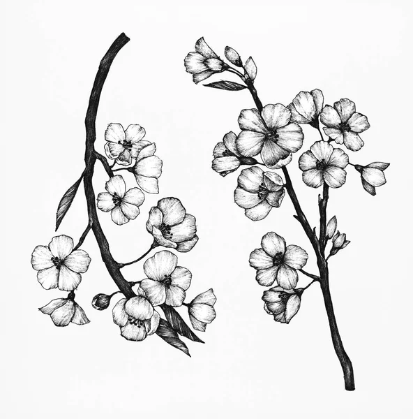 Hand Drawn Sakura Flower — Stock Photo, Image