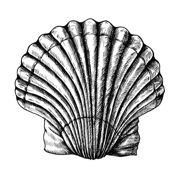 Hand Drawn Scallop Saltwater Clams — Stock Photo, Image