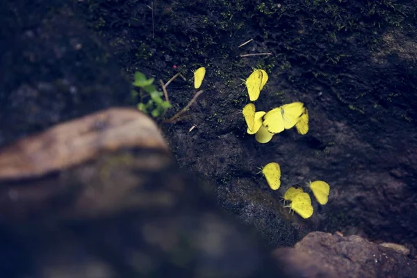 Schöne Gelbe Schmetterlinge Auf Dem Boden — Stockfoto