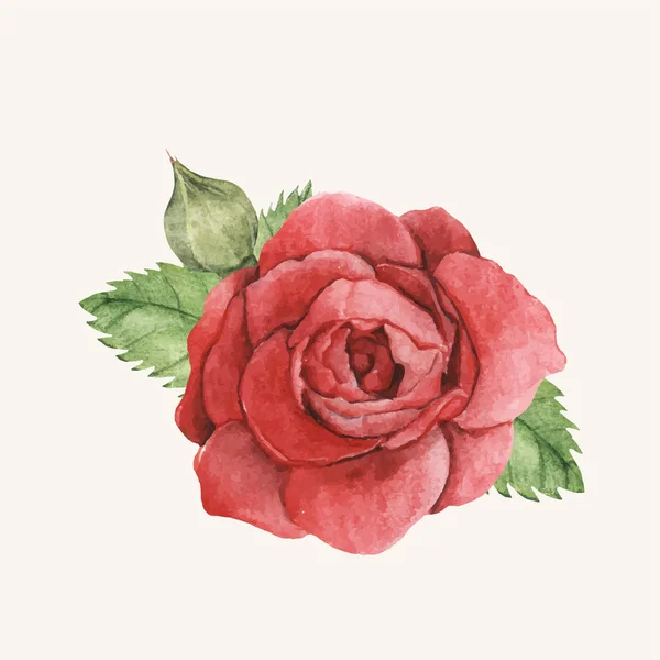 Ručně Tažené Červená Růže Samostatný — Stock fotografie