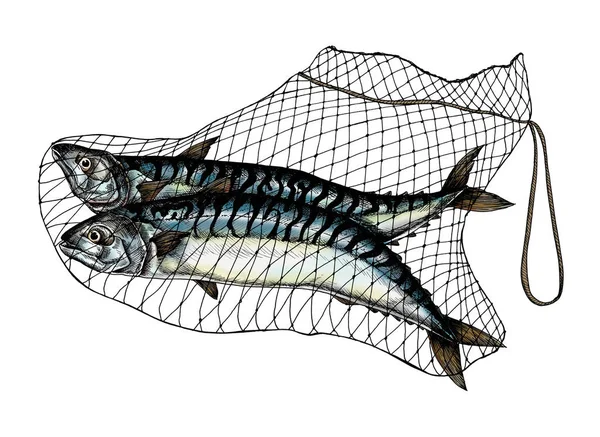 Yakalayan Mackerels Net Çekilmiş — Stok fotoğraf
