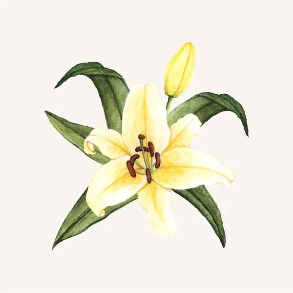 Рука Намальована Квітка Білої Лілії Ізольована — стокове фото