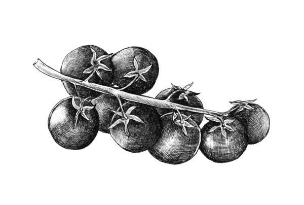 Pomodori Freschi Disegnati Mano — Foto Stock