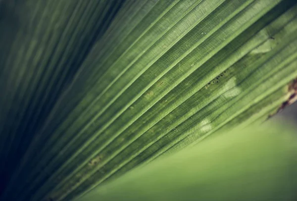 Detalhes Folha Palma Verde — Fotografia de Stock