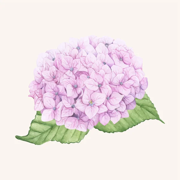 Handritad Hortensia Blomma Isolerade — Stockfoto