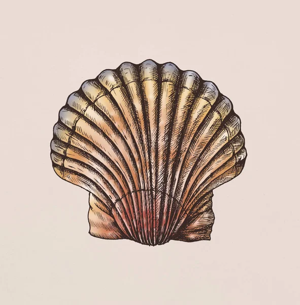Ręcznie Rysowane Muszelki Morskie Małże — Zdjęcie stockowe