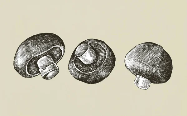 手工绘制的香菇蘑菇分离 — 图库照片