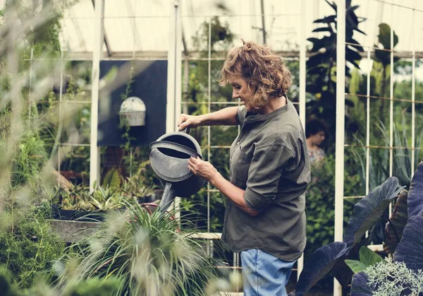 Mulher Jardineiro Estufa Regando Plantas Com Regador Pode — Fotografia de Stock