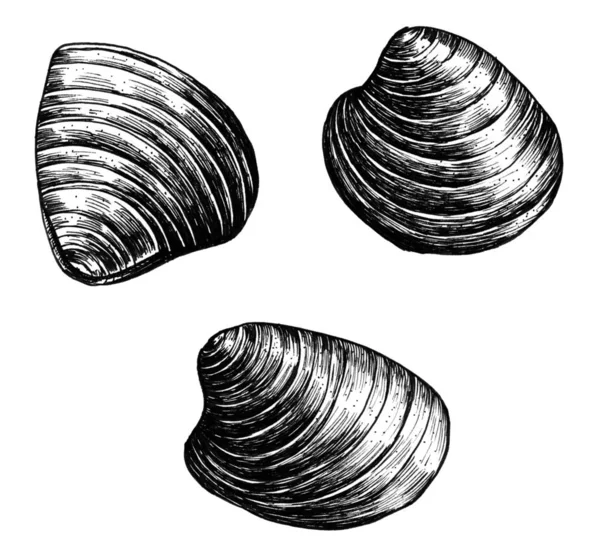 Hand Drawn Clam Bivalve Mollusc — Stock Photo, Image