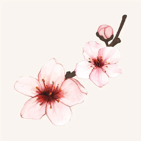 Hand Drawn Cherry Blossom Flower Isolated — Stock Photo, Image