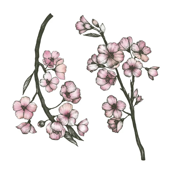 Dessiné Main Fleur Sakura — Photo
