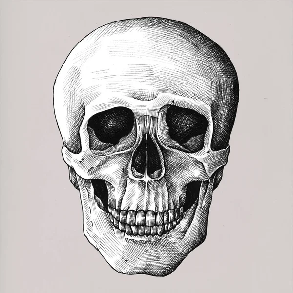 Hand Drawn Skull Isolated Background — Stock Photo, Image