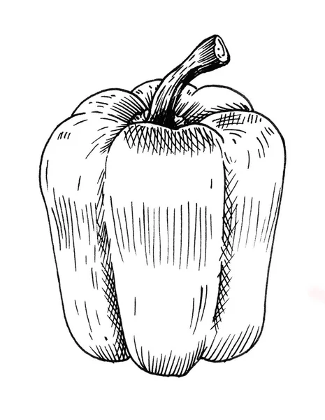 Hand Drawn Bell Pepper — Stock Photo, Image