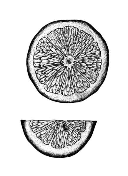Rebanada Limón Dibujada Mano —  Fotos de Stock