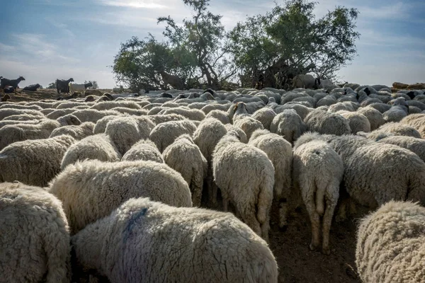 Flock Sheep India — Stock Photo, Image