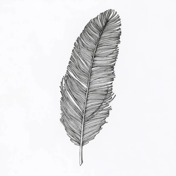 Hand Drawn Feather Isolated Background — Stock Photo, Image