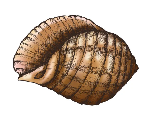 Conchiglia Disegnata Mano Isolata — Foto Stock