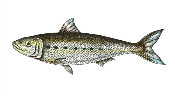 Hand Drawn Sardine Fish — Stock Photo, Image