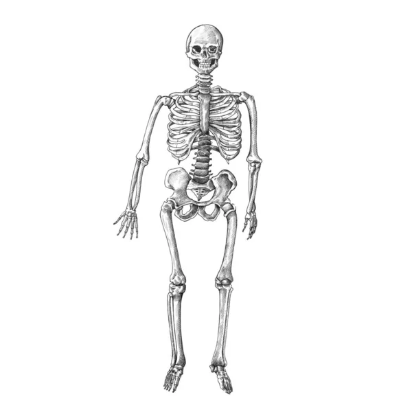 Людський Скелет Старовинний Стиль Ілюстрація — стокове фото