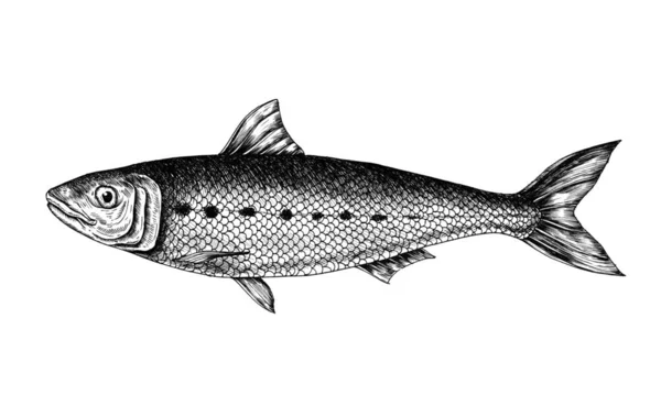 Hand Dras Sardiner Fisk — Stockfoto