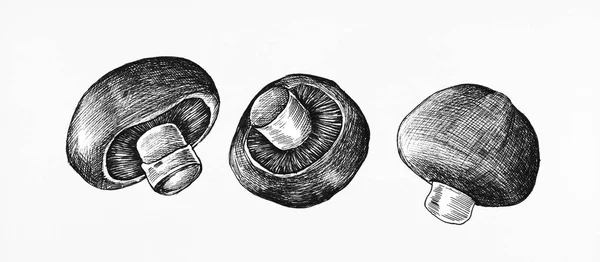 Cogumelo Champignon Desenhado Mão Isolado — Fotografia de Stock