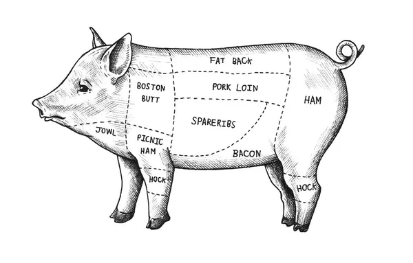 Handgezeichneter Schnitt Vom Schwein — Stockfoto