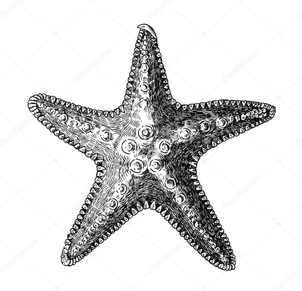 Hand drawn sea starfish isolated