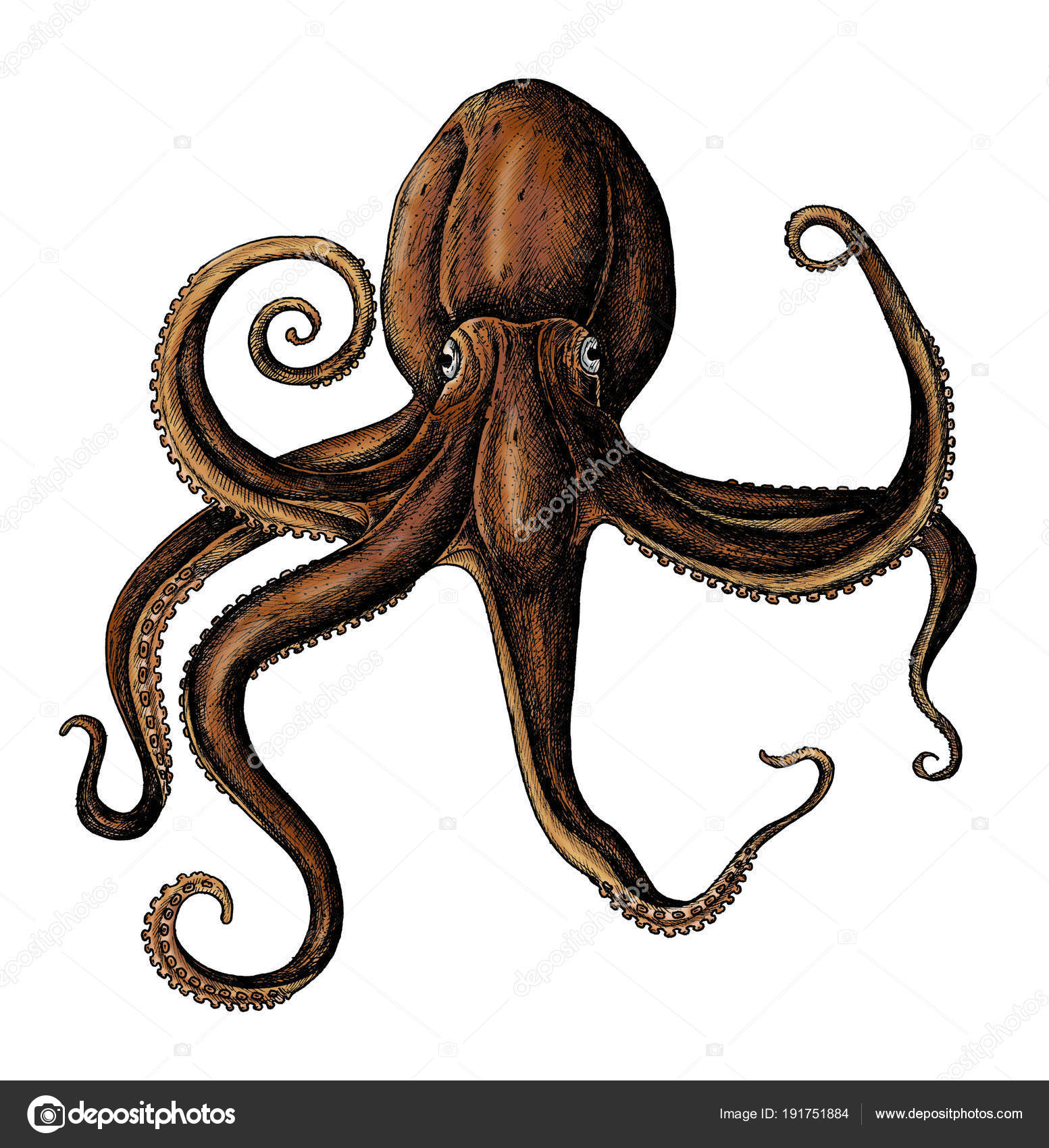 Hand Gezeichnet Oktopus Isoliert — Stockfoto © Rawpixel ...