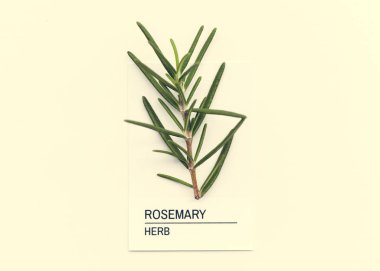 Rosemary Herb ışık arka planda izole 