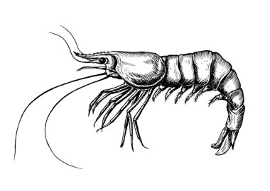 Elle çizilmiş karides izole