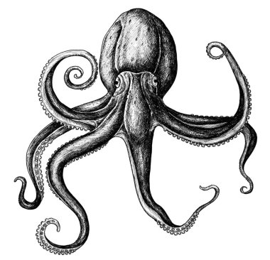 Elle çizilmiş ahtapot izole