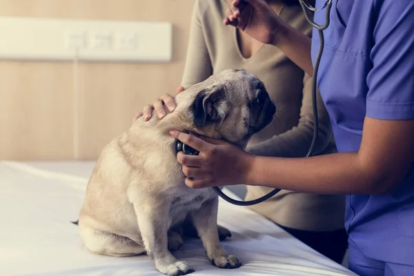 Dog Pet Hospital — Stock Photo, Image