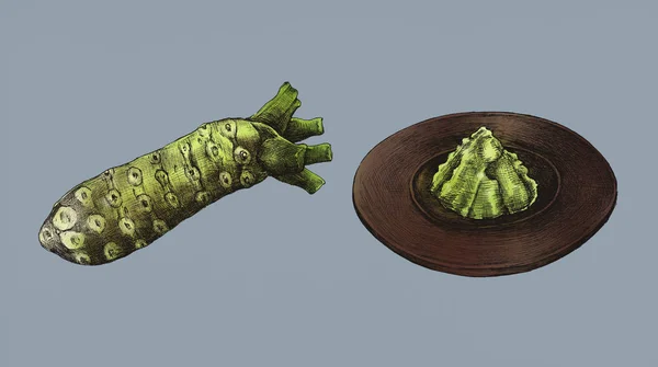 Hand Drawn Wasabi Japanese Horseradish — Stock Photo, Image