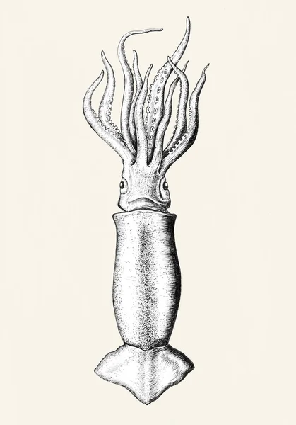 Hand Getekende Squid Geïsoleerd — Stockfoto