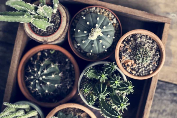 Gros Plan Des Plantes Cactus Poussant Pots — Photo