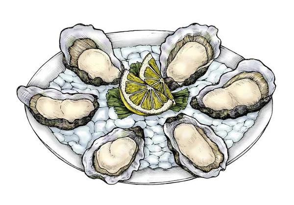 Plateau Huîtres Dessiné Main Pour Bivalves Eau Salée — Photo