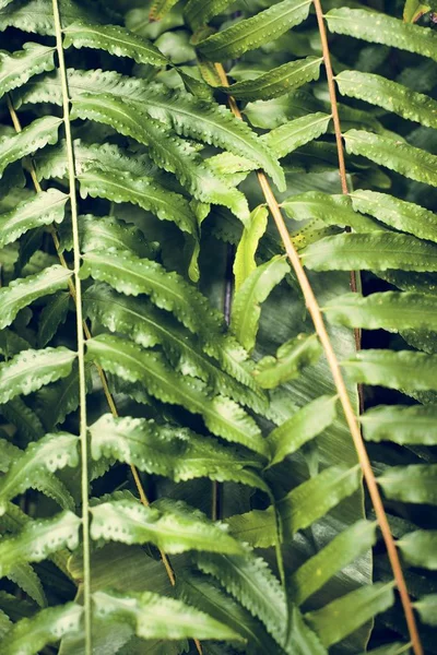Green Fern Plant Leaves Close — Stock Photo, Image
