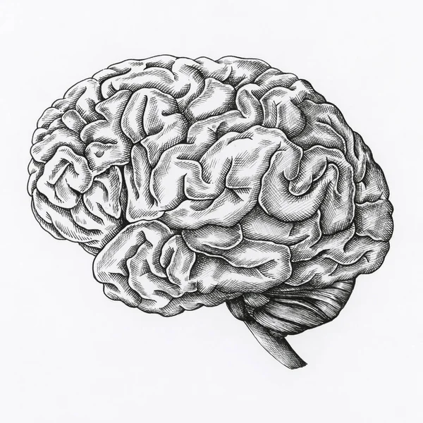 Hand Drawn Brain Isolated Background — Stock Photo, Image