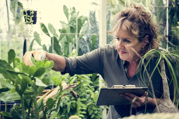 Взрослая Женщина Оранжерее Проверяет Растения Держит Папку — стоковое фото
