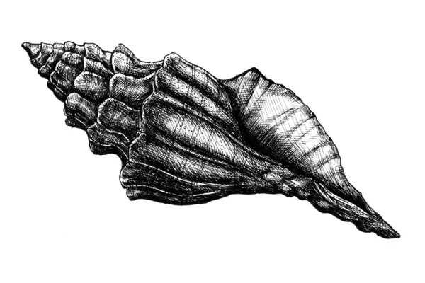 Concha Desenhada Mão Isolada — Fotografia de Stock