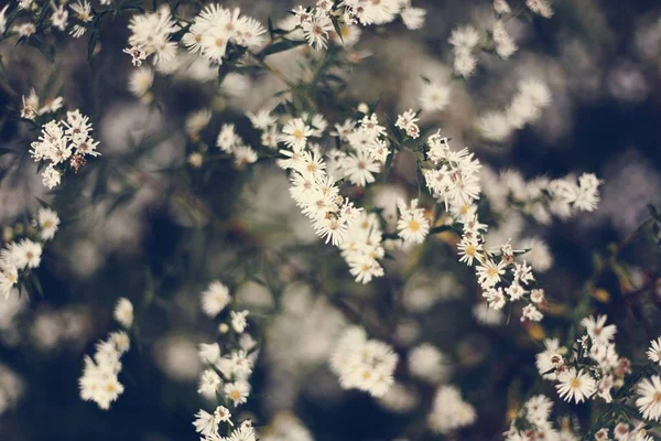 Fechar Flores Cortador Branco Flor — Fotografia de Stock