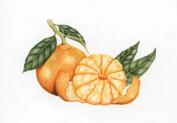 Illustration Zeichnung Stil Von Orange — Stockfoto