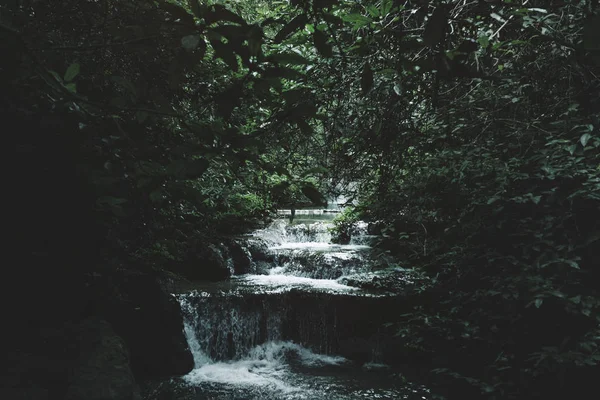 Floresta Selvagem Com Árvores Cachoeira — Fotografia de Stock