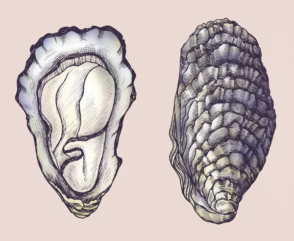 Bivalve Água Salgada Ostra Desenhada Mão — Fotografia de Stock