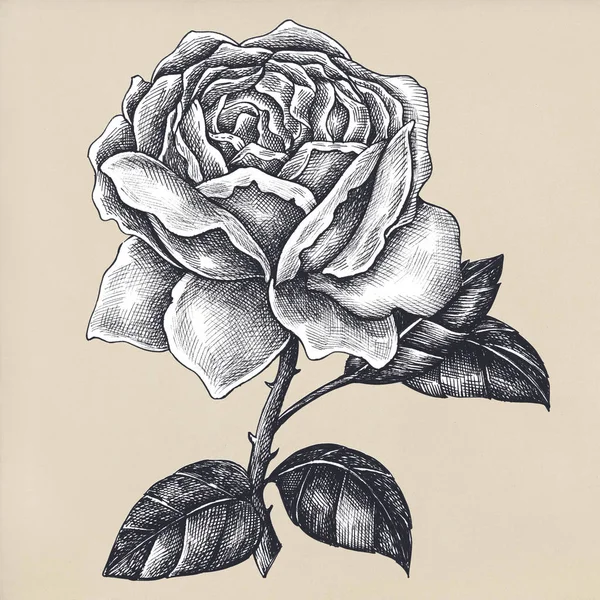 Rose Fleurs Dessinée Main Isolée — Photo