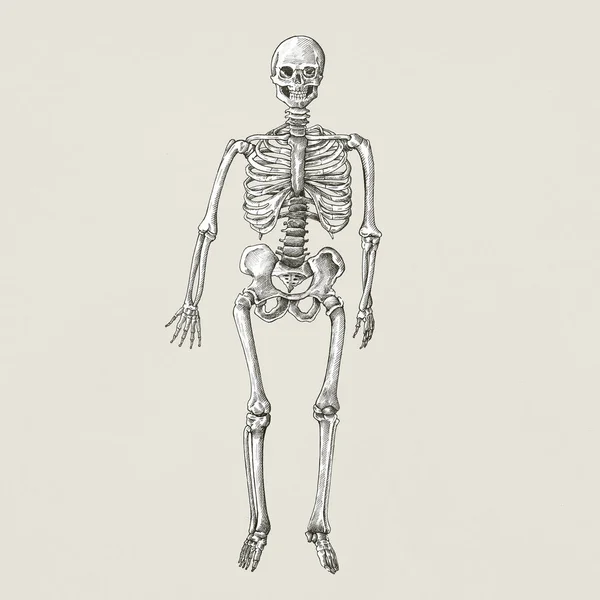 Esqueleto Humano Estilo Vintage Ilustração — Fotografia de Stock