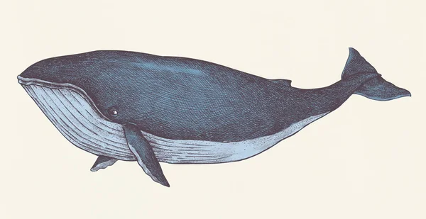 Stile Retrò Balena Blu Disegnato Mano — Foto Stock