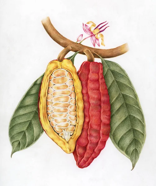 Obrázek Výkresu Styl Cacao — Stock fotografie