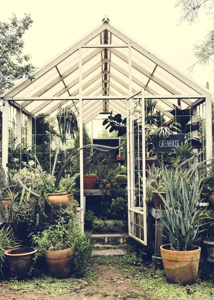 Front View Greenhouse Variety Plants — Stock Photo, Image