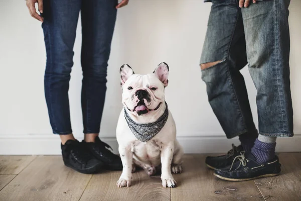 Pareja Asiática Con Bulldog Francés — Foto de Stock